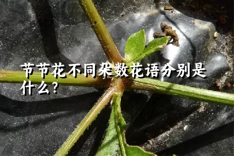 节节花不同朵数花语分别是什么？