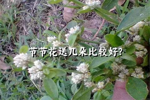 节节花送几朵比较好？