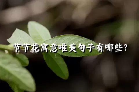 节节花寓意唯美句子有哪些？