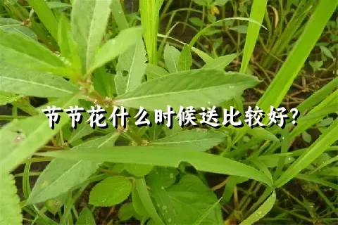 节节花什么时候送比较好？