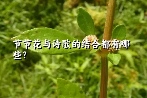 节节花与诗歌的结合都有哪些？