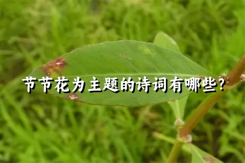 节节花为主题的诗词有哪些？