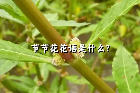 节节花花语是什么？