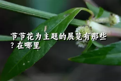 节节花为主题的展览有那些？在哪里