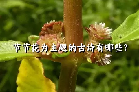 节节花为主题的古诗有哪些？