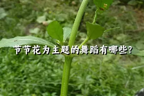 节节花为主题的舞蹈有哪些？