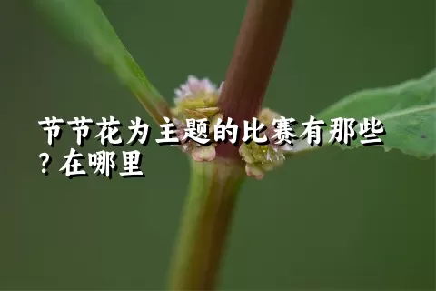 节节花为主题的比赛有那些？在哪里