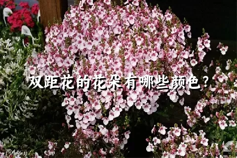 双距花的花朵有哪些颜色？