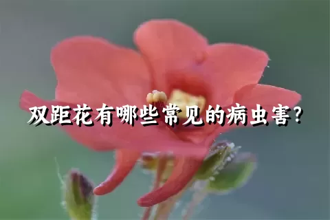 双距花有哪些常见的病虫害？