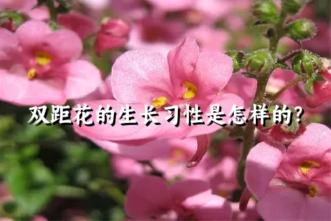 双距花的生长习性是怎样的？