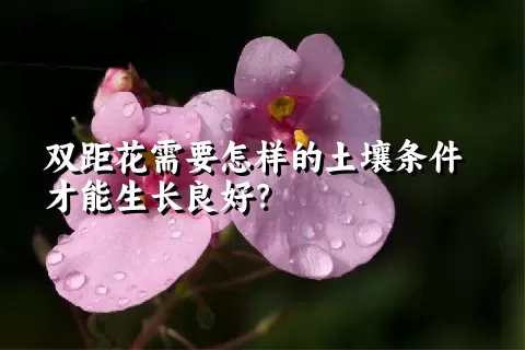 双距花需要怎样的土壤条件才能生长良好？