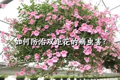 如何防治双距花的病虫害？