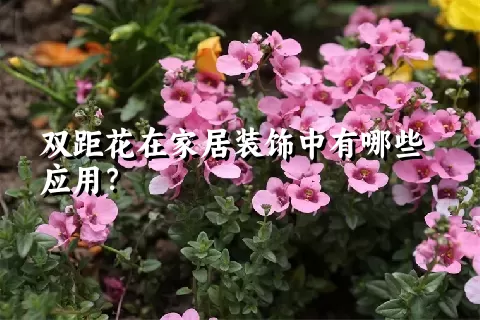 双距花在家居装饰中有哪些应用？