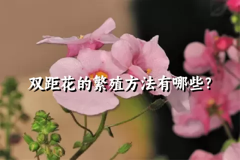 双距花的繁殖方法有哪些？