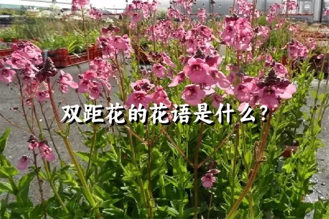 双距花的花语是什么？