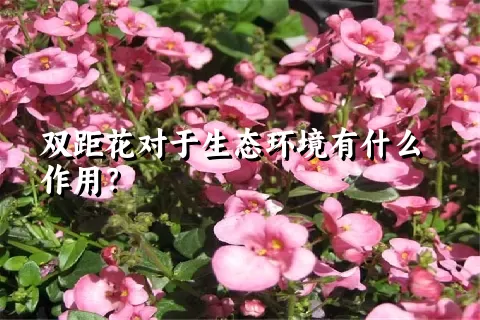 双距花对于生态环境有什么作用？