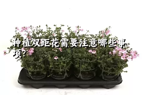 种植双距花需要注意哪些事项？