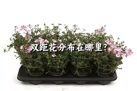 双距花分布在哪里?