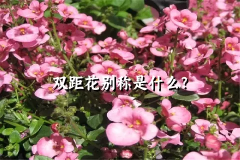 双距花别称是什么？