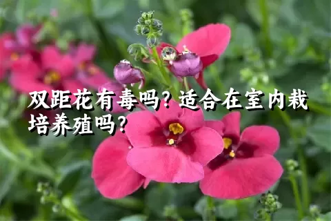 双距花有毒吗？适合在室内栽培养殖吗？