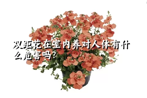 双距花在室内养对人体有什么危害吗？