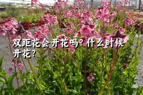 双距花会开花吗？什么时候开花？