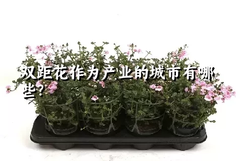 双距花作为产业的城市有哪些？