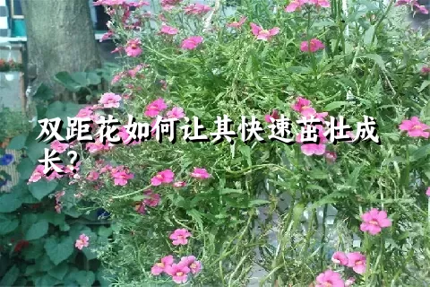 双距花如何让其快速茁壮成长？