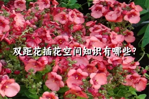 双距花插花空间知识有哪些？