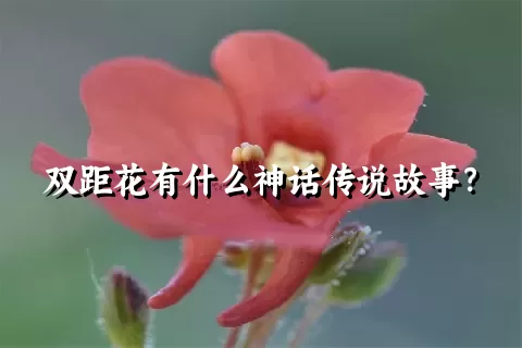 双距花有什么神话传说故事？