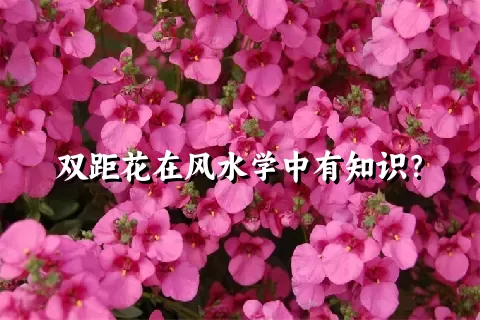 双距花在风水学中有知识？