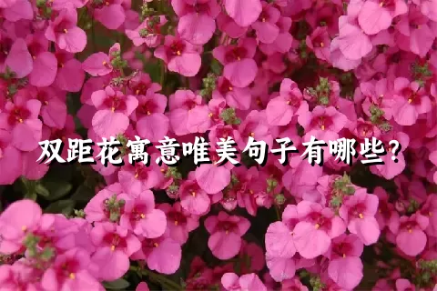 双距花寓意唯美句子有哪些？