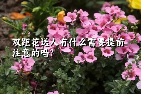 双距花送人有什么需要提前注意的吗？