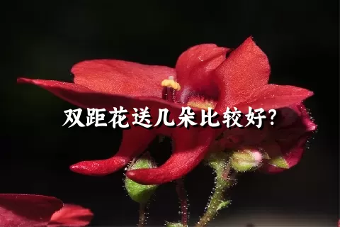 双距花送几朵比较好？