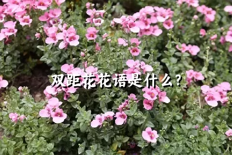 双距花花语是什么？