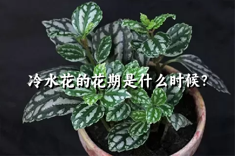 冷水花的花期是什么时候？