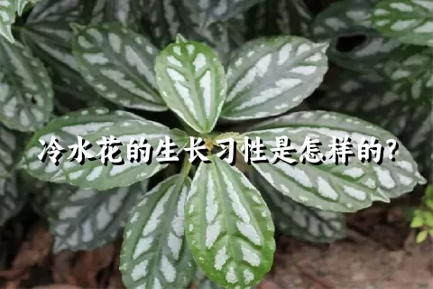 冷水花的生长习性是怎样的？