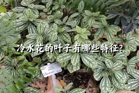 冷水花的叶子有哪些特征？