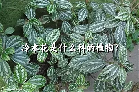 冷水花是什么科的植物？