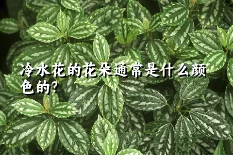 冷水花的花朵通常是什么颜色的？