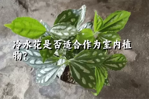 冷水花是否适合作为室内植物？