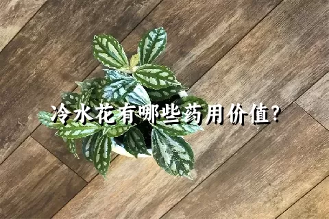 冷水花有哪些药用价值？