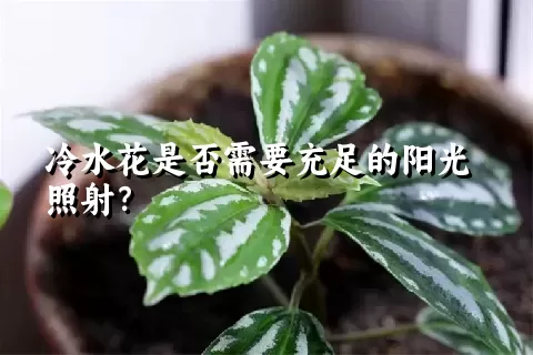 冷水花是否需要充足的阳光照射？