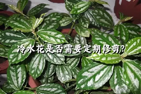 冷水花是否需要定期修剪？