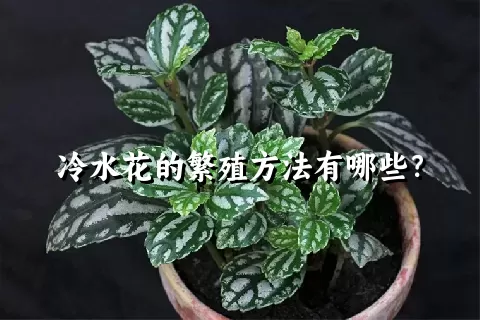 冷水花的繁殖方法有哪些？