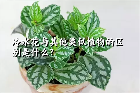 冷水花与其他类似植物的区别是什么？