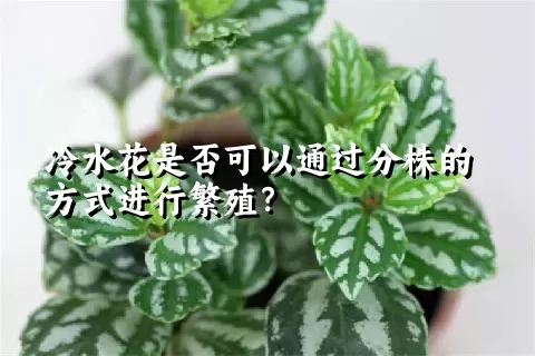 冷水花是否可以通过分株的方式进行繁殖？