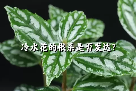 冷水花的根系是否发达？