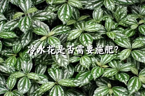 冷水花是否需要施肥？