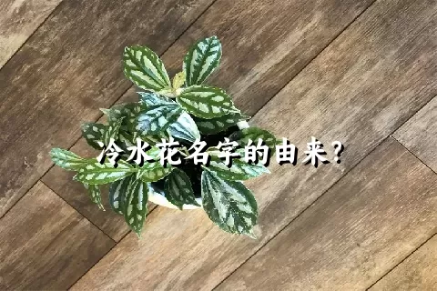 冷水花名字的由来？